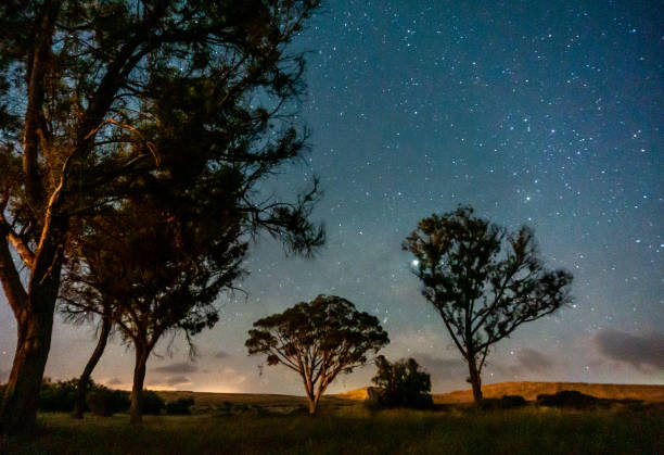 istock Trees under starts in israeli oasis desert 1175538197