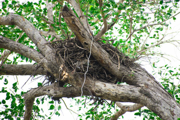 Squirrel nest (drey) on top of a