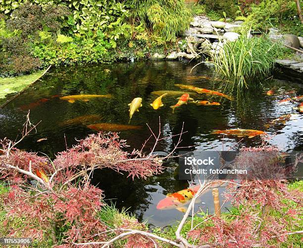 Japanischer Gartenbig Kois Im Teich Stockfoto und mehr Bilder von Hausgarten - Hausgarten, Herbst, Teich