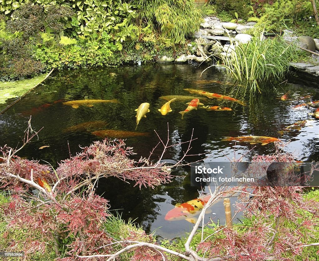 일본식 정원-커요 kois 있는 연못 - 로열티 프리 가을 스톡 사진