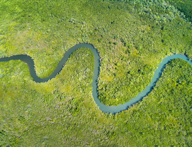 mangrove river delta - river aerial view delta rainforest imagens e fotografias de stock