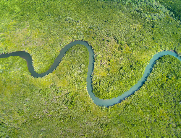 дельта реки мангроув - rainforest forest river australia стоковые фото и изображения