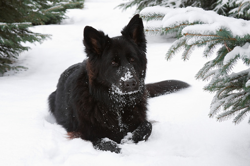 An adult German shepherd dog walks on white snow in winter