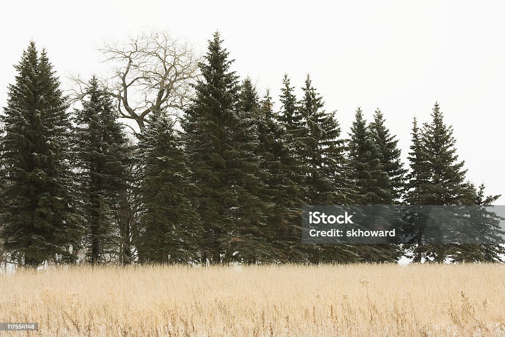 Rangée de hauts arbres à feuilles persistantes et de Peuplier noir d'Amérique - Photo de Arbre à feuilles persistantes libre de droits