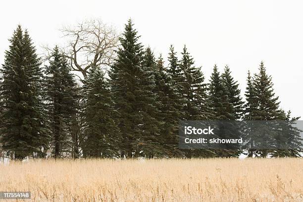 Photo libre de droit de Rangée De Hauts Arbres À Feuilles Persistantes Et De Peuplier Noir Damérique banque d'images et plus d'images libres de droit de Arbre à feuilles persistantes