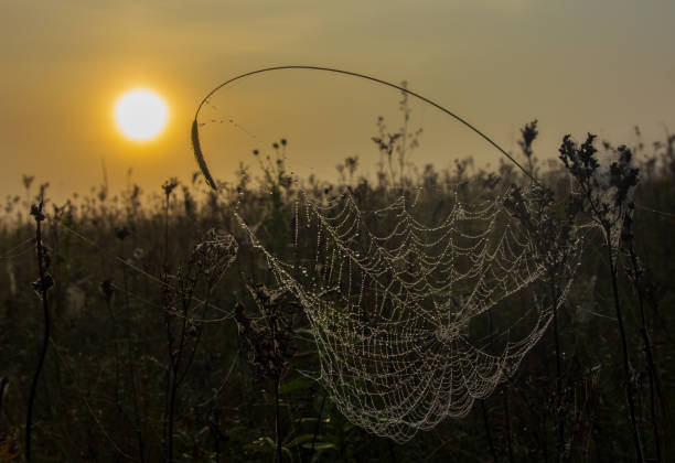 istock Spider web with dew drops on a foggy morning 1175543210