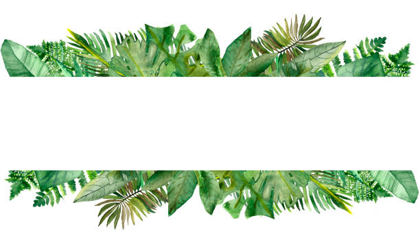 ilustrações de stock, clip art, desenhos animados e ícones de watercolor hand painted nature summer jungle banner with green tropical different leaves and fern branches for invitations and greeting cards with the space for text on the white background - fern forest ivy leaf