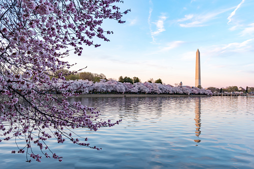 Durante el Festival Nacional de la Flor de Cerezo, Monumento a Washington en Washington DC, EE.UU. photo