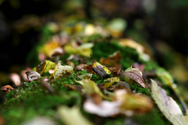 istock autumn landscape with a fallen mossy tree in the forest and fallen leaves 1175545039