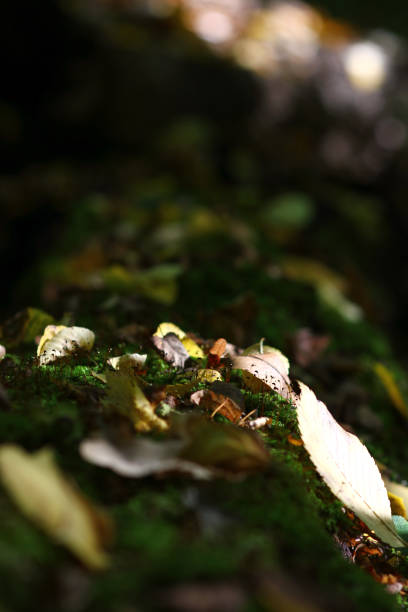 istock autumn landscape with a fallen mossy tree in the forest and fallen leaves 1175545040
