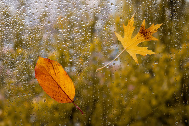 istock Raindrops on a window pane with red and yellow leaves 1175545949