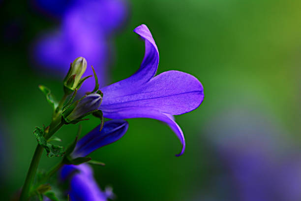 Macro photography