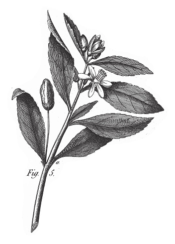 Citron, Various Plants of Economic Importance Including Tea, Wine-grape, Cotton and Cacao Engraving Antique Illustration, Published 1851. Source: Original edition from my own archives. Copyright has expired on this artwork. Digitally restored.