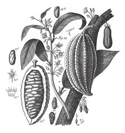 Cacao Tree, Various Plants of Economic Importance Including Tea, Wine-grape, Cotton and Cacao Engraving Antique Illustration, Published 1851. Source: Original edition from my own archives. Copyright has expired on this artwork. Digitally restored.