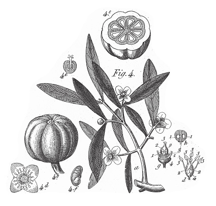 Garcinia Cambogia, Various Plants of Economic Importance Including Tea, Wine-grape, Cotton and Cacao Engraving Antique Illustration, Published 1851. Source: Original edition from my own archives. Copyright has expired on this artwork. Digitally restored.
