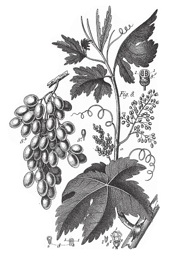 Wine Grape, Various Plants of Economic Importance Including Tea, Wine-grape, Cotton and Cacao Engraving Antique Illustration, Published 1851. Source: Original edition from my own archives. Copyright has expired on this artwork. Digitally restored.