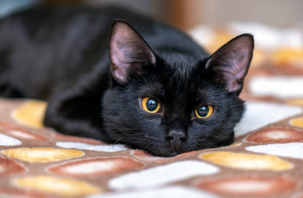 gatto nero domestico che guarda davanti alla telecamera e sdraiato sul letto. ritratto di gatto nero a casa - pets white black nature foto e immagini stock