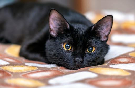 Domestic black Cat looking in front of Camera and lying on the Bed. Portrait of black Cat at Home