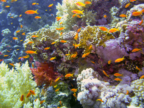 istock Golden Anthias (Pseudanthias Squamipinnis) in the Red Sea 1175550764