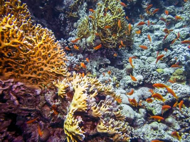 Golden Anthias (Pseudanthias Squamipinnis) in the Red Sea
