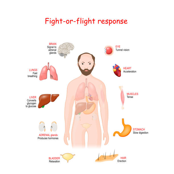 ilustrações, clipart, desenhos animados e ícones de luta ou fuga. sistema de resposta ao stress - fighting