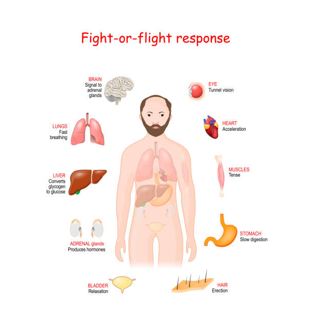 fight-or-flight. Stress response system fight-or-flight, or Stress response. physiological reaction that occurs in response to threat to life. Adrenaline and Norepinephrine. male silhouette with highlighted internal organs. Vector diagram glycogen stock illustrations