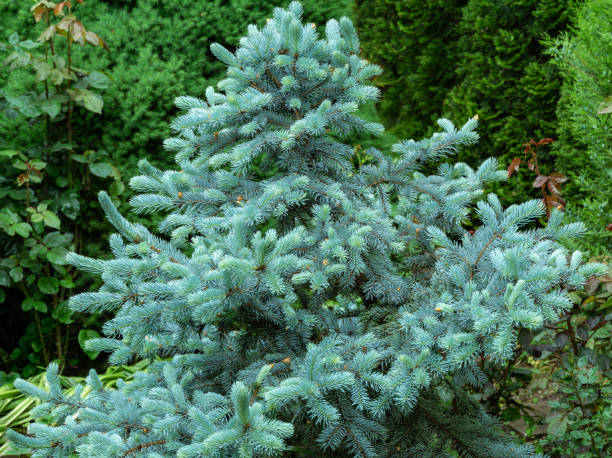 Silver blue spruce Picea pungens Hoopsii becomes an ornament of any garden. Selective focus. Nature concept for Christmas design Silver blue spruce Picea pungens Hoopsii becomes an ornament of any garden. Selective focus. Nature concept for Christmas design picea pungens stock pictures, royalty-free photos & images