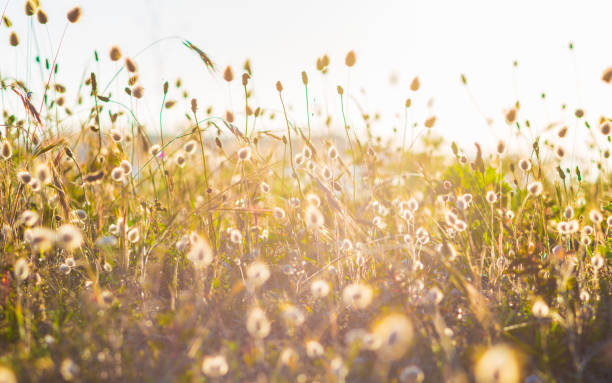 istock Bunny tails grass against the light, vintage style 1175552286