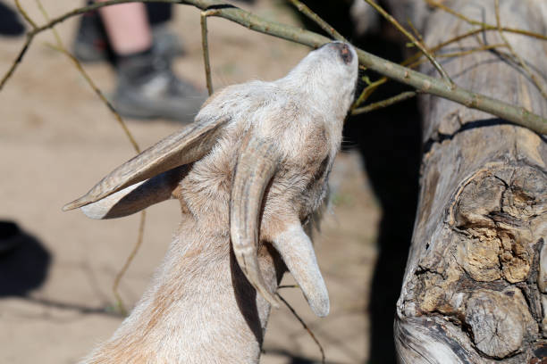 istock Friendly Farmed Goat in a Closeup Photo 1175552401