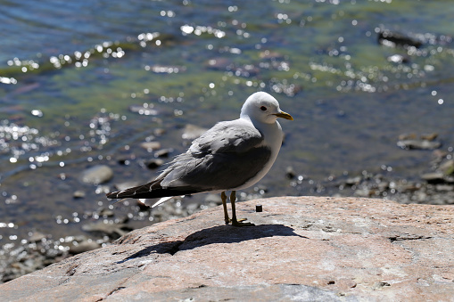 Portrait of a seagull on a rock by the Baltic Sea in Helsinki, Finland. In this photo you see orangish rock, the white and grey seagull and the sea with small waves in the background. Color image.