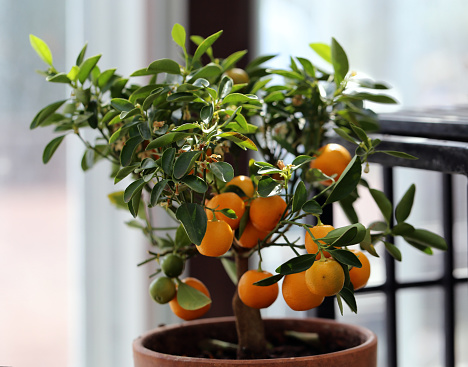 Pequeño árbol de mandarina con frutas maduras fotografiadas en un jardín interior photo