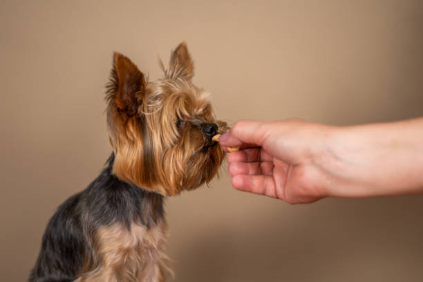 istock Yorkshire Terrier dog eating a treat 1175553458