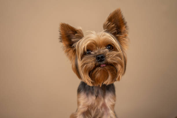 istock Yorkshire Terrier dog on a beige background 1175553659