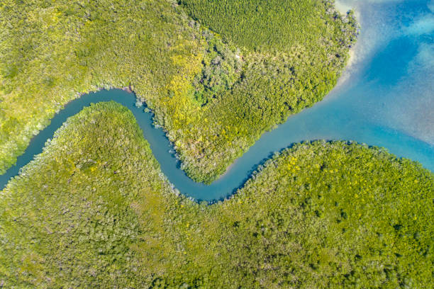 delta del fiume mangrovie, queensland, australia - river aerial view delta rainforest foto e immagini stock