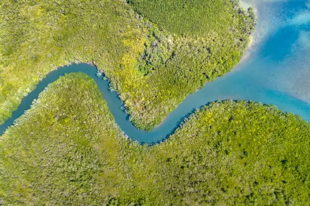 Aerial of a Mangrove River Delta. Converted from RAW.