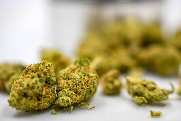 istock dry cannabis bud marijuana flower 1175555344