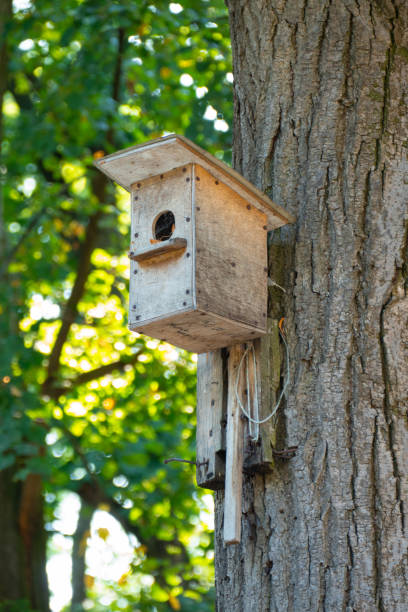 istock Wooden birdhouse on the tree, close up 1175555766