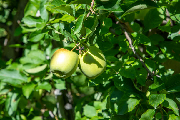 istock orchard with apple trees at the Alps in Salurn, 1175555844