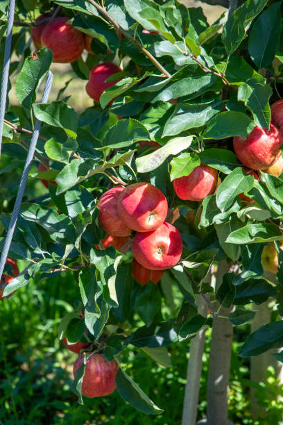 istock orchard with apple trees at the Alps in Salurn, 1175555973