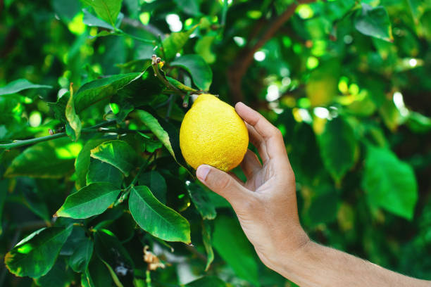 uma mão que escolhe um limão maduro fresco de uma árvore de limão - lemon fruit isolated citrus fruit - fotografias e filmes do acervo