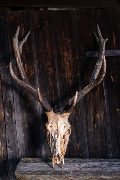 istock Deer skull with horns. Big antlers.Vertical frame. 1175558880