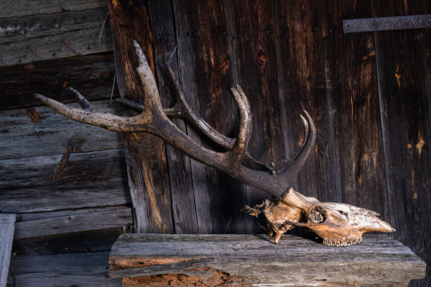 istock Deer head with horns. Side view of a deer skull. 1175558927