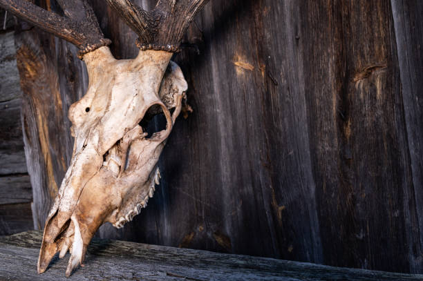 istock Skull of a deer without horn. Deer skull close. 1175558932
