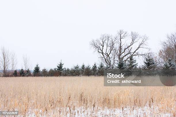 Pola I Drzewa - zdjęcia stockowe i więcej obrazów Bez ludzi - Bez ludzi, Drzewo, Fotografika