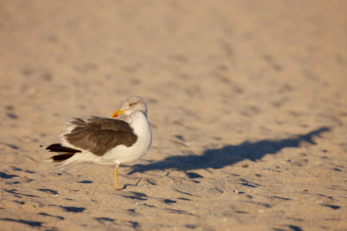 The Lesser Black-backed Gull (Larus fuscus) is a large gull which breeds on the Atlantic coasts of Europe. It is migratory, wintering from the British Isles south to West Africa. It is also a regular winter visitor to the east coast of North America, probably from the breeding population in Iceland.