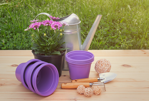 Outdoors purple plastic flower pots, seedling of osteospermum (african daisy) flowers, watering can and gardening tools on wooden surface.