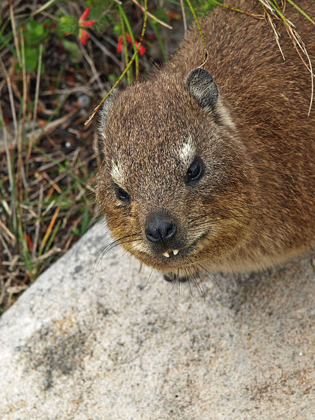 Dassie  hyrax stock pictures, royalty-free photos & images