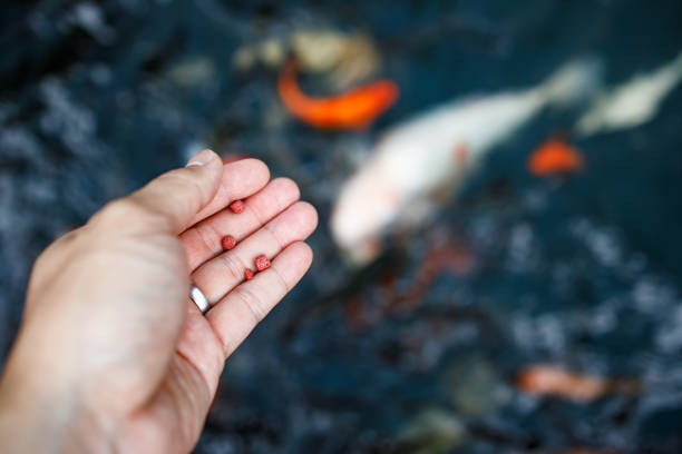 Someone is Feeding the Fish in a Pond