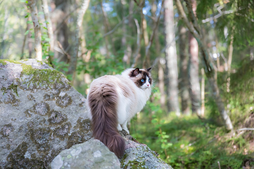 A pretty purebred Ragdoll cat brown bicolor out in the forest. The cat is standing on a rock and is looking out in the woodland.
