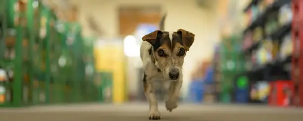 Photo of Cute small dog in shopping market - cute little Jack Russell terrier, 13 years old is running through the mall